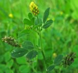 Medicago lupulina. Верхушка растения с соцветиями и плодами. Нидерланды, провинция Гронинген, национальный парк Lauwersmeer, влажный луг. Июль 2007 г.