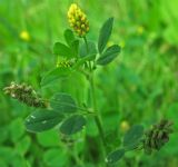 Medicago lupulina