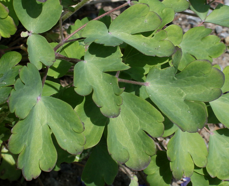 Изображение особи род Aquilegia.