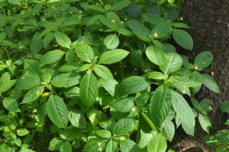 Image of Impatiens parviflora specimen.