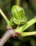 Phellodendron japonicum