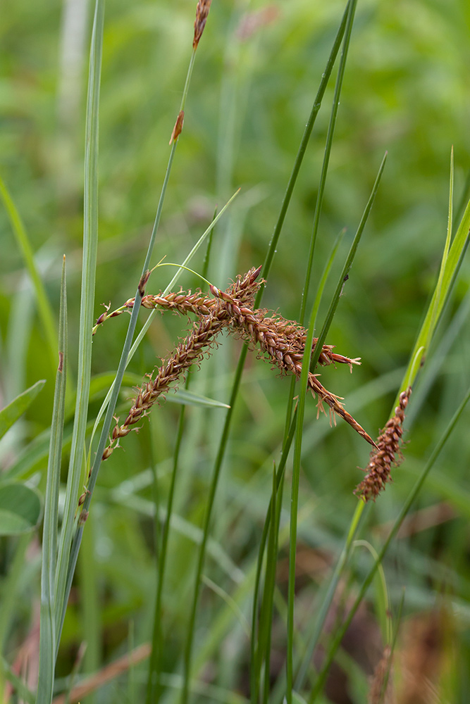 Image of Carex flacca specimen.