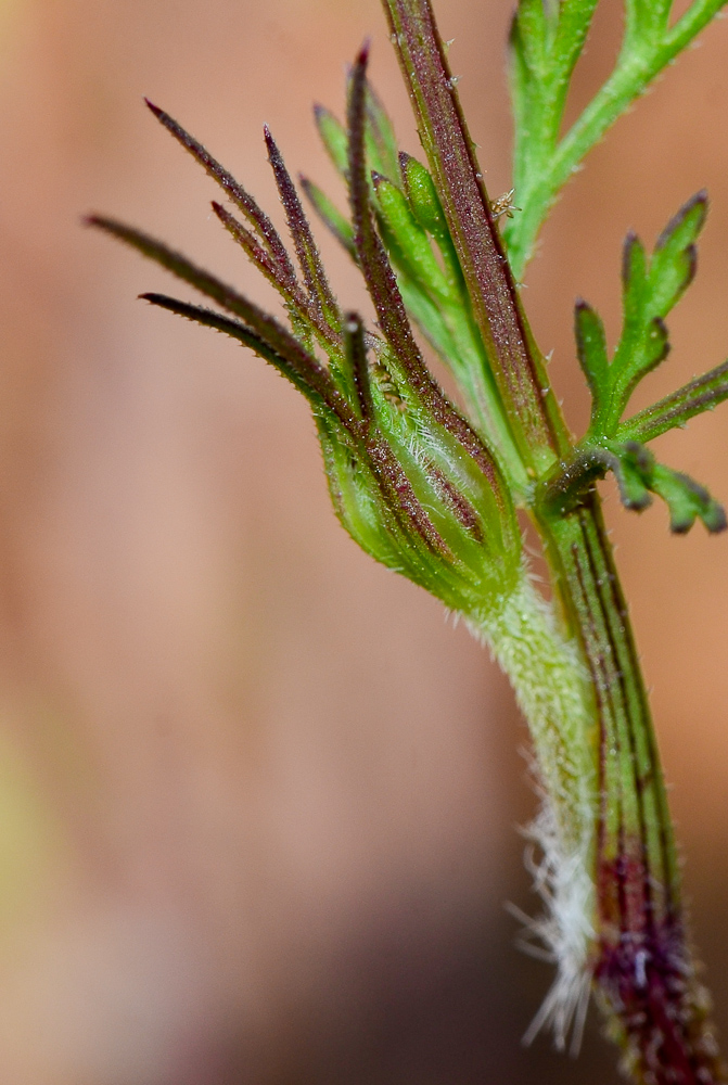 Image of Daucus glaber specimen.