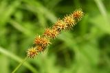 Carex maackii. Верхняя часть стебля со зрелыми соплодиями. Приморский край, Шкотовский р-н, окр. пос. Штыково, левый берег р. Артёмовки, долинный ильмово-ясенёвый лес. 08.07.2014.