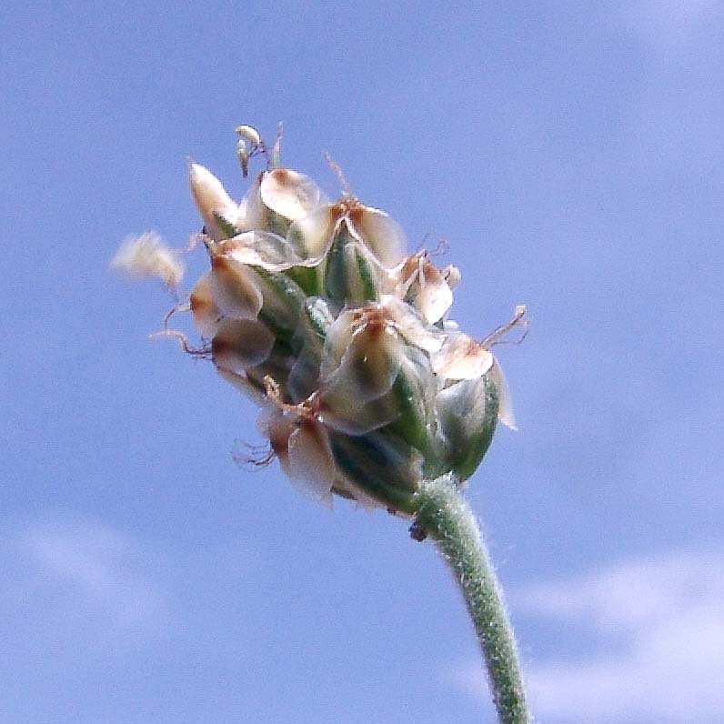 Изображение особи Plantago minuta.