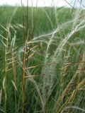 Stipa pennata