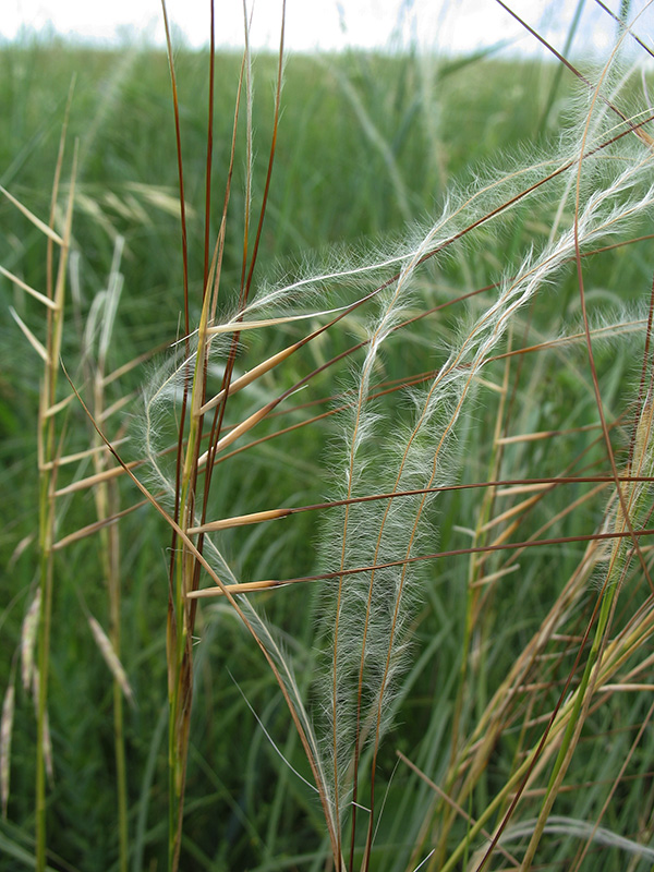 Изображение особи Stipa pennata.