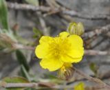 Helianthemum alpestre