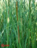 Typha austro-orientalis