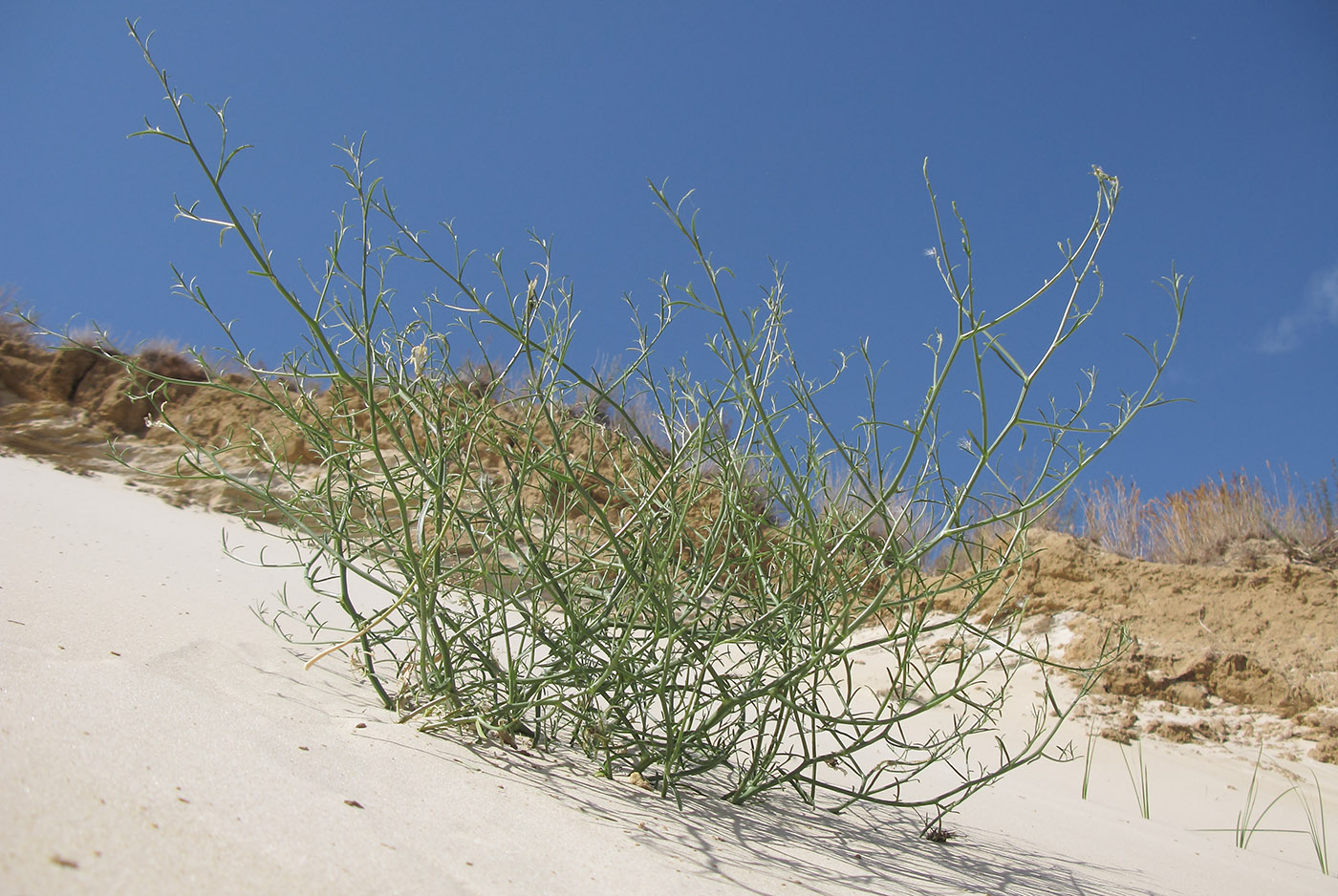 Image of Corispermum ucrainicum specimen.