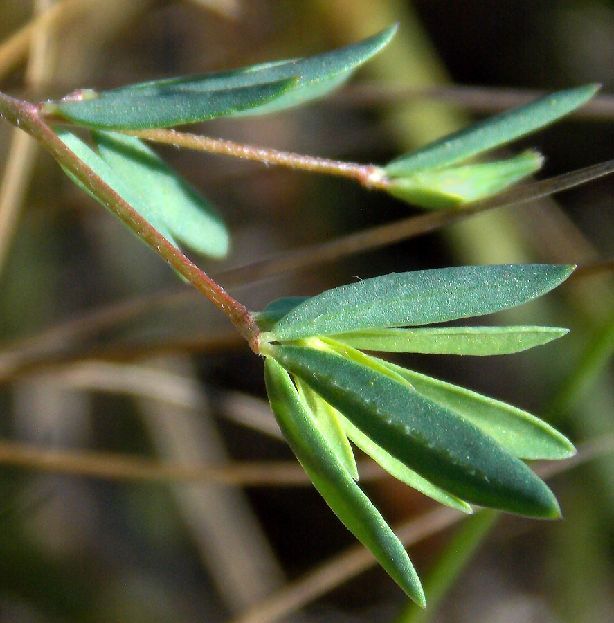 Image of Lotus frondosus specimen.