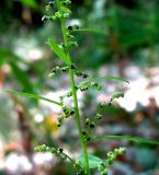 Lipandra polysperma