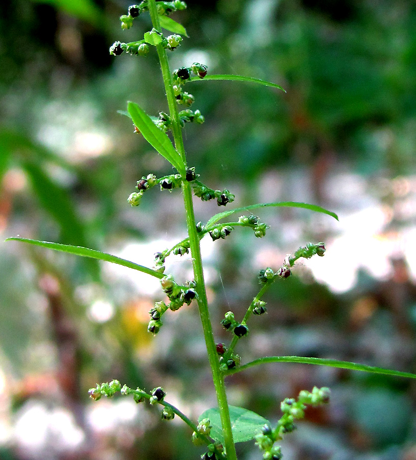 Изображение особи Lipandra polysperma.