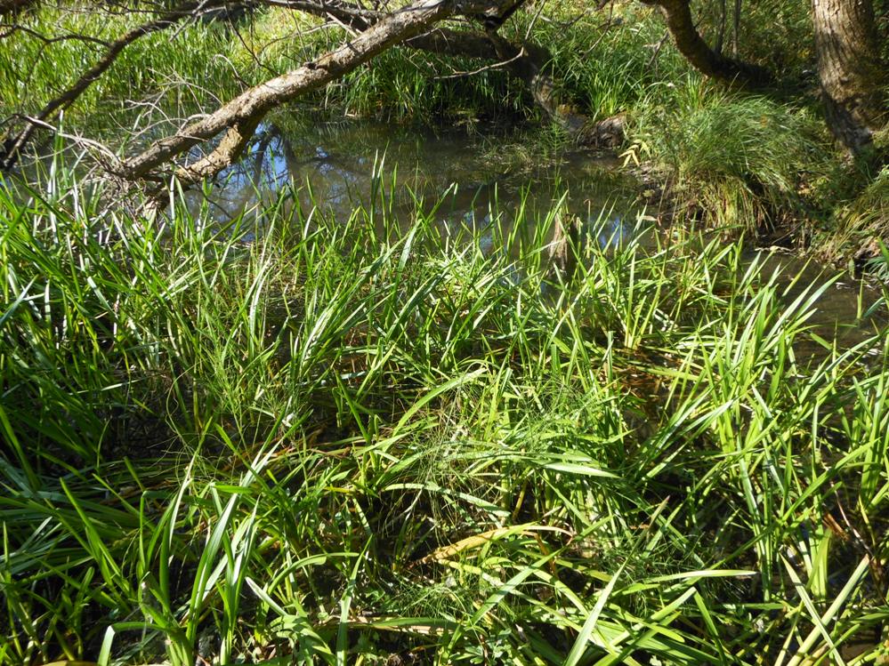 Image of Sparganium japonicum specimen.