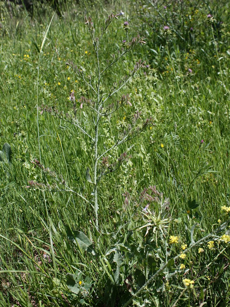 Image of Anchusa strigosa specimen.