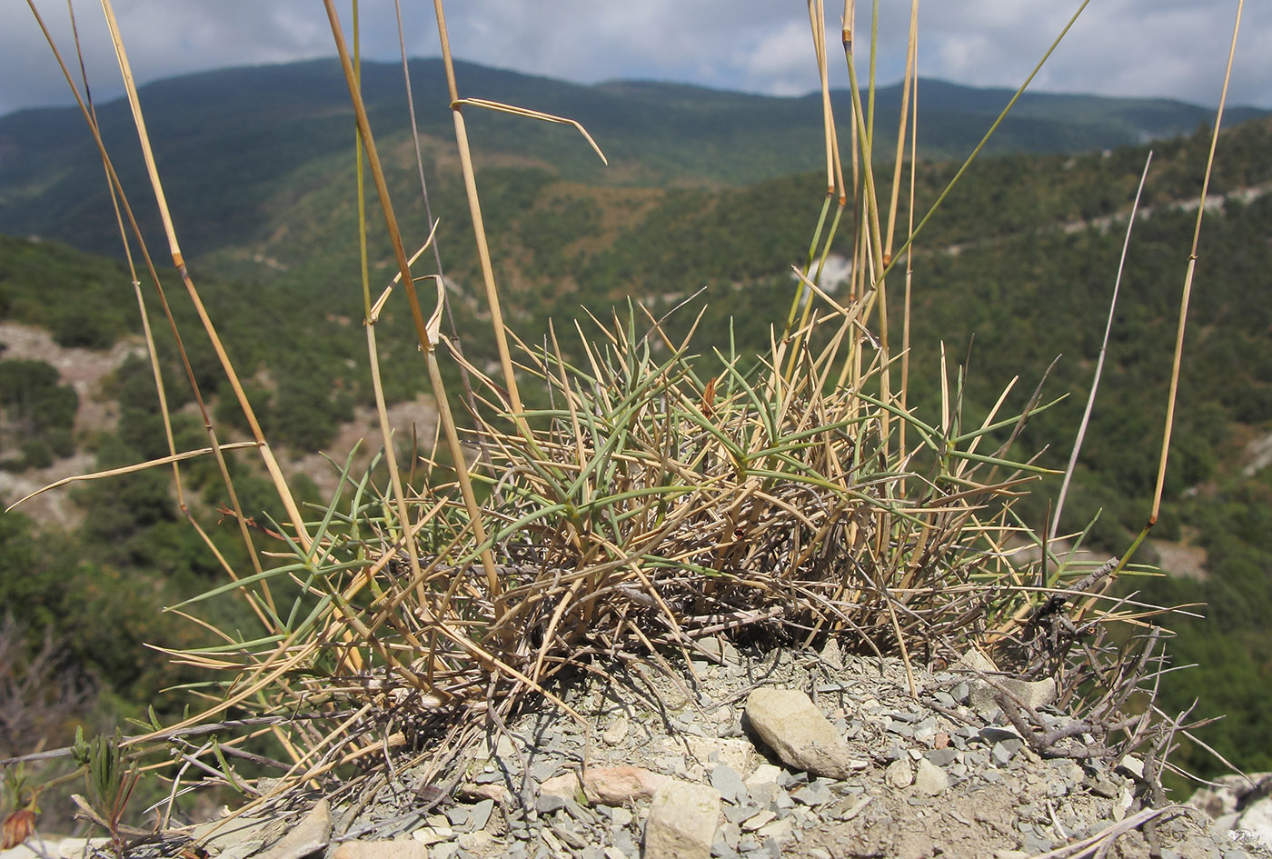 Изображение особи Agropyron pinifolium.