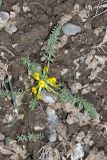 Astragalus alaicus