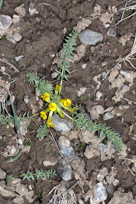 Изображение особи Astragalus alaicus.