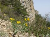 Tulipa suaveolens