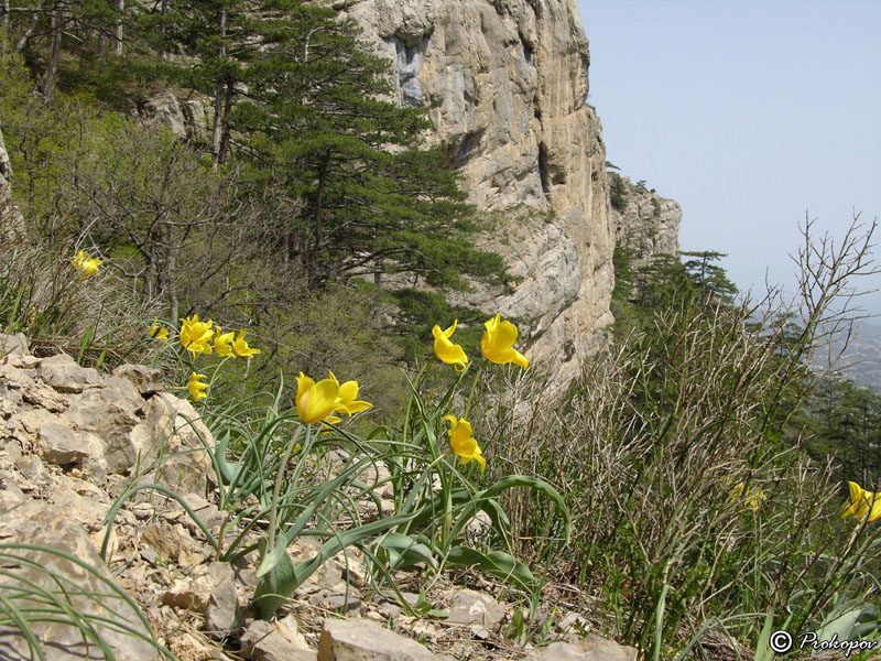 Изображение особи Tulipa suaveolens.