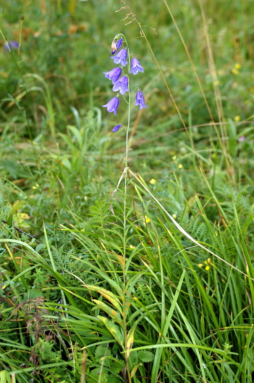 Image of Adenophora coronopifolia specimen.