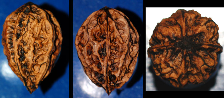 Image of Juglans mandshurica specimen.