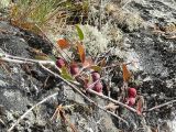 Cotoneaster × antoninae. Плодоносящее растение в расщелине скалы. Карелия, п-ов Киндо, бухта Биофильтров. 11.09.2009.