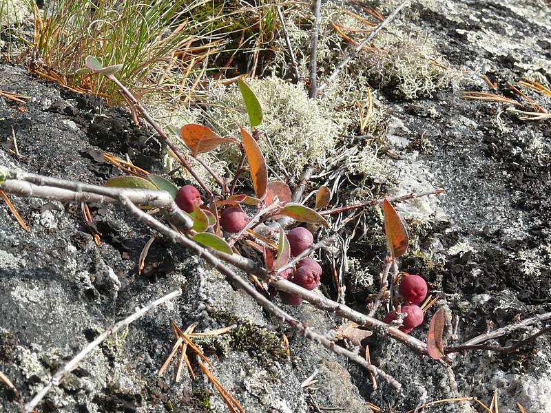 Image of Cotoneaster &times; antoninae specimen.