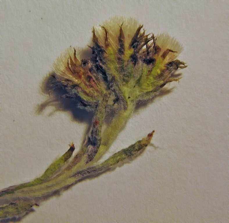 Изображение особи Antennaria alpina.