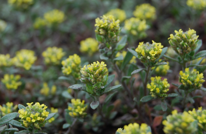 Изображение особи Alyssum turkestanicum var. desertorum.