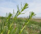 Galium verum