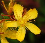 Hypericum attenuatum