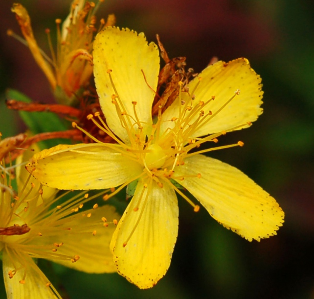 Image of Hypericum attenuatum specimen.