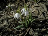 Galanthus nivalis