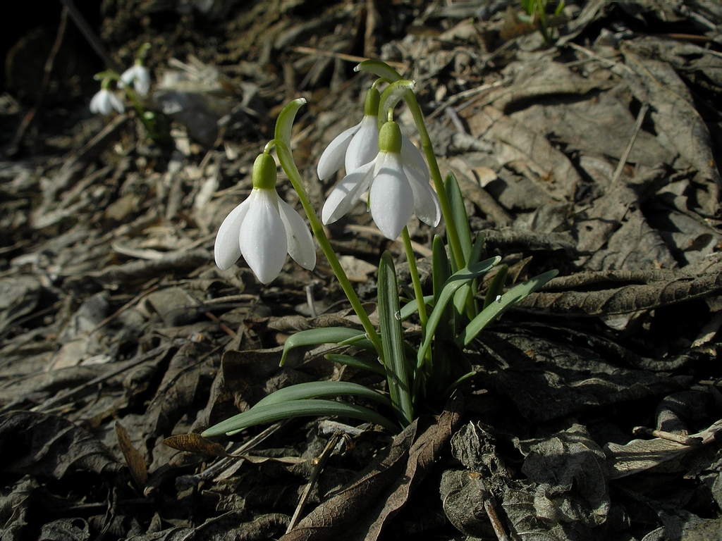 Image of Galanthus nivalis specimen.