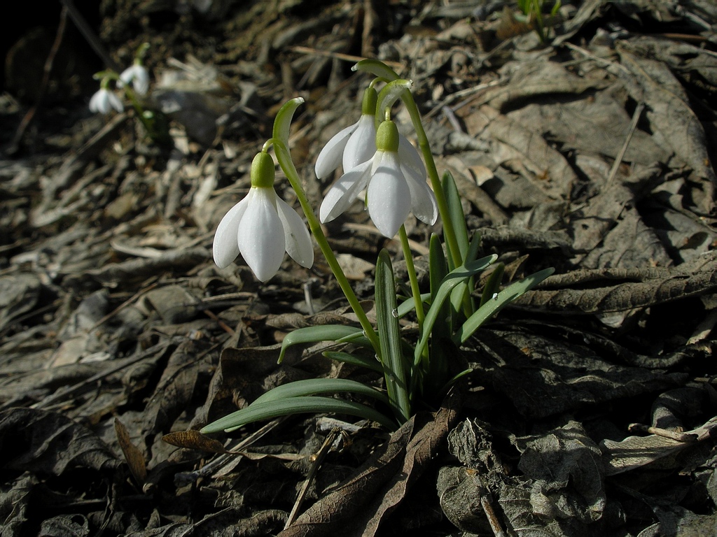 Изображение особи Galanthus nivalis.