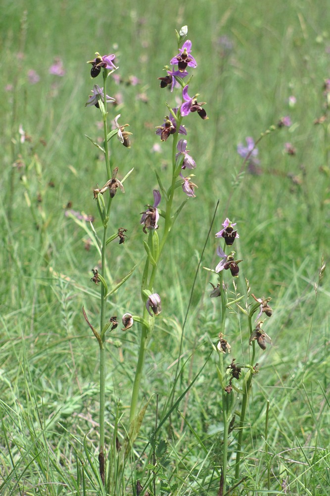 Изображение особи Ophrys oestrifera.