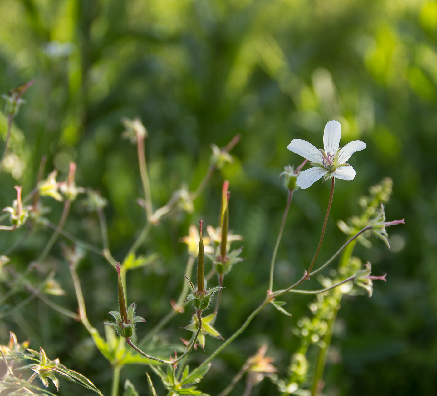 Image of Geranium asiaticum specimen.