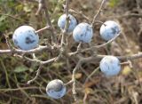 Prunus stepposa