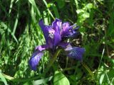 Iris sibirica