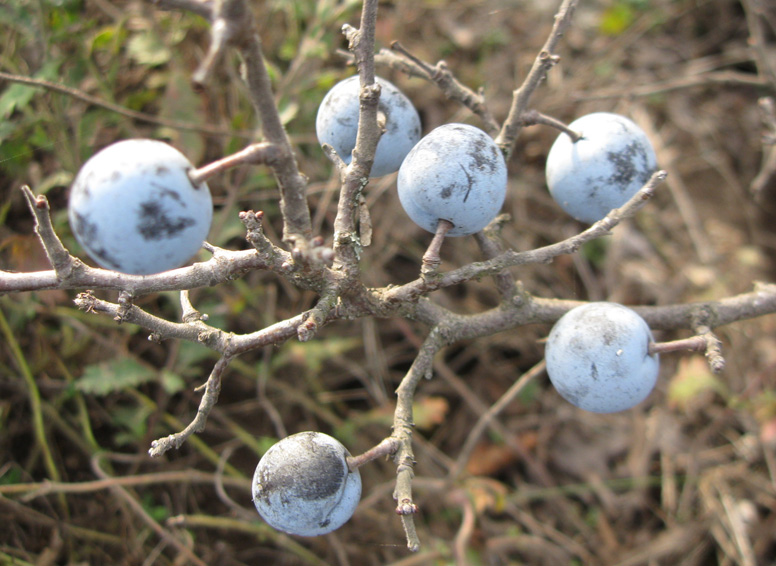 Image of Prunus stepposa specimen.