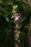Sideritis romana ssp. purpurea