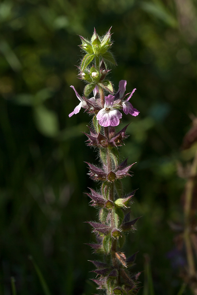 Image of Sideritis romana ssp. purpurea specimen.