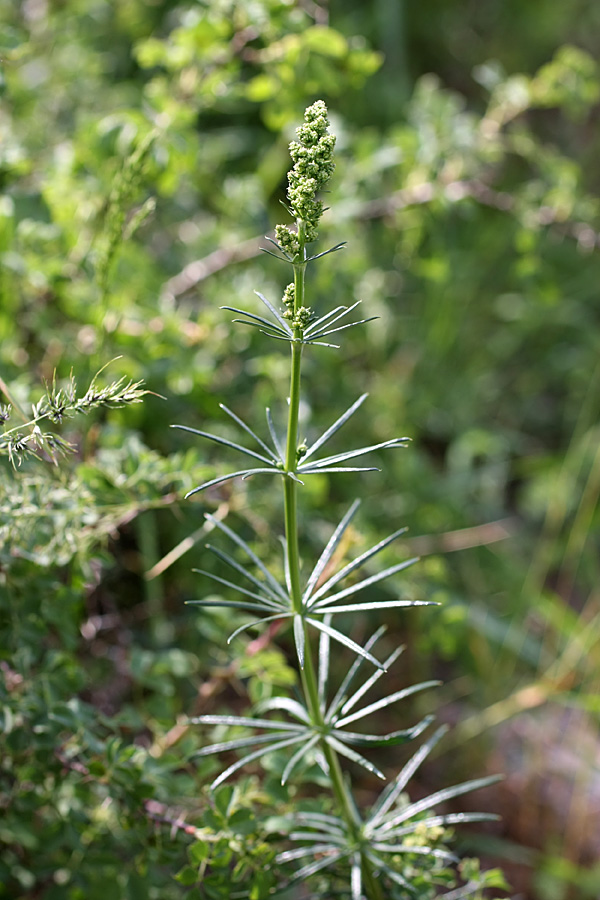 Изображение особи Galium verum.