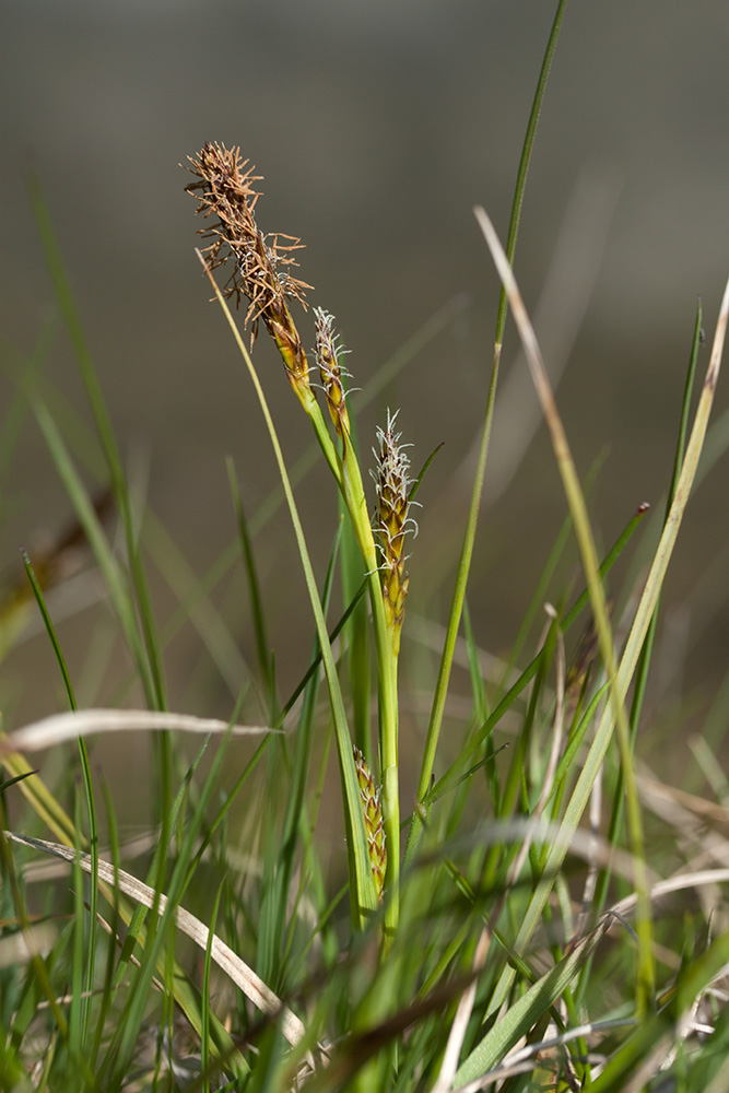 Изображение особи Carex panicea.