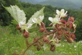 Rubus hirtus. Верхушка побега с цветками и бутонами. Краснодарский край, Абинский р-н, окр. станицы Эриванская, щель Жаданова, заросли на опушке дубово-грабово-букового леса. 30.05.2015.