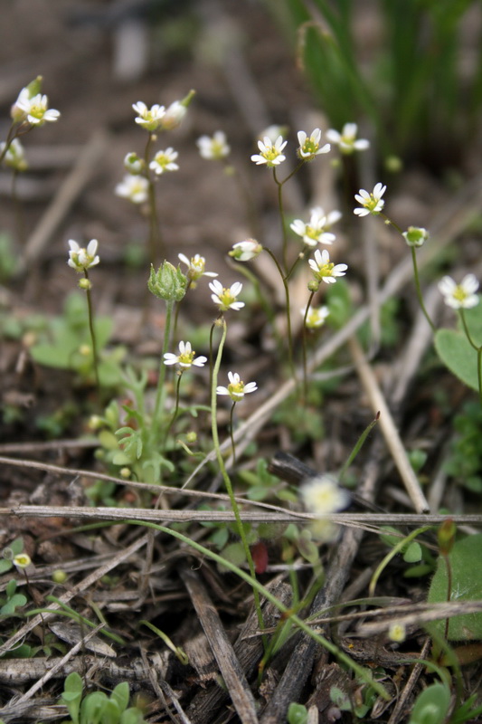 Изображение особи Erophila verna.