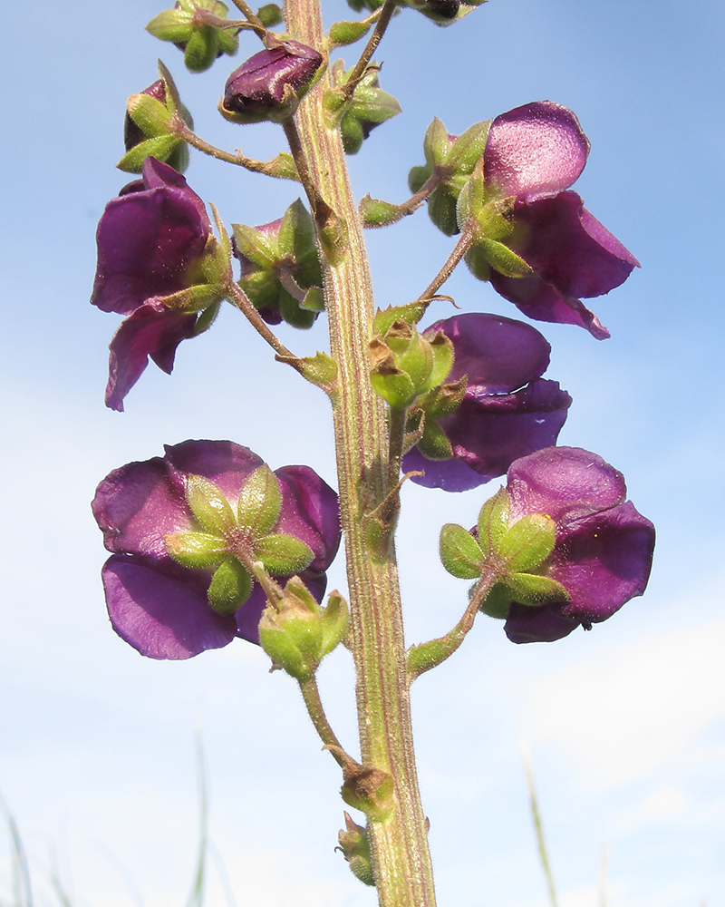 Изображение особи Verbascum phoeniceum.