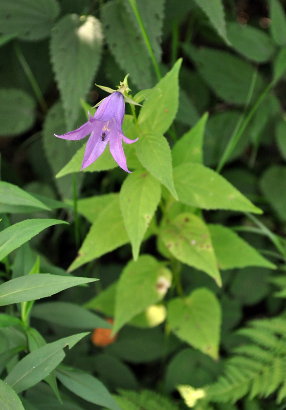 Изображение особи Campanula latifolia.