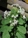 Clerodendrum calamitosum. Верхушка цветущего растения. Андаманские острова, остров Лонг, в культуре. 06.01.2015.